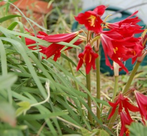 Central Texas Gardening,